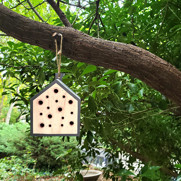 Kikkerland | Little Bee House