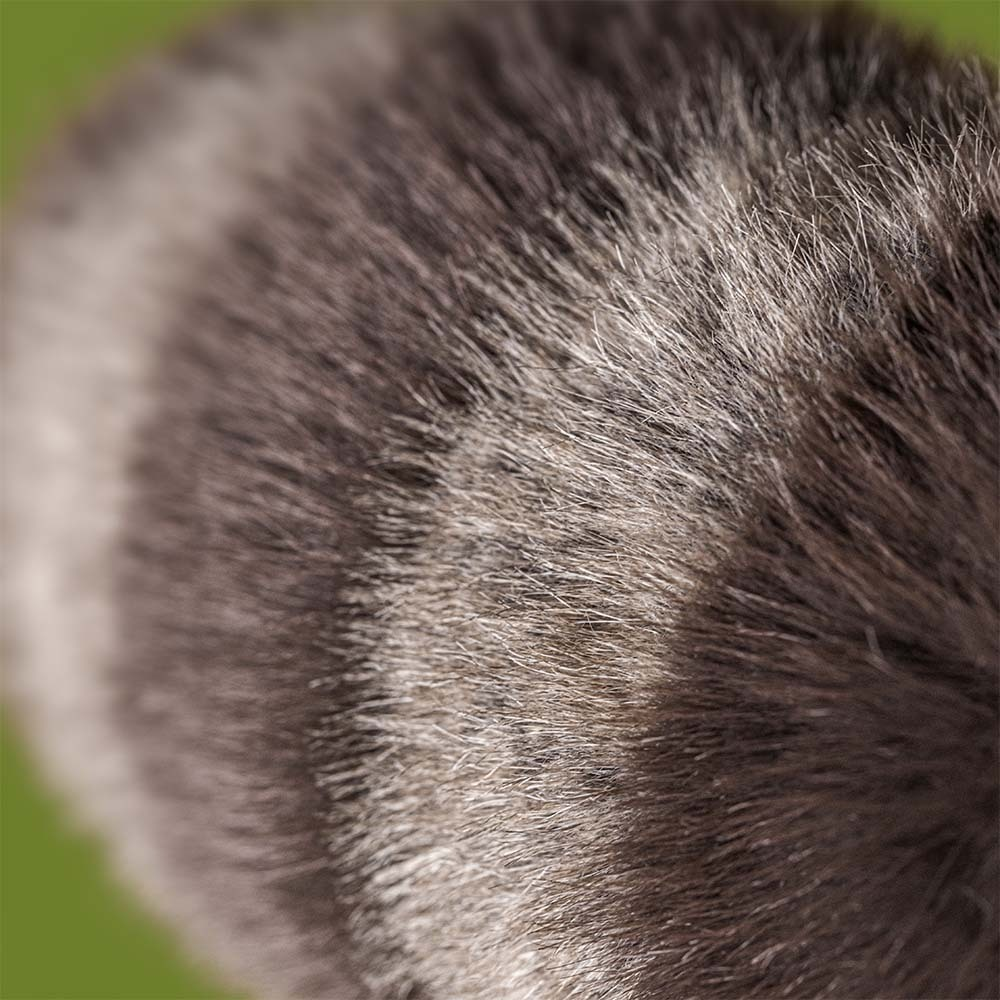 Jellycat | Trixiwoo Raccoon