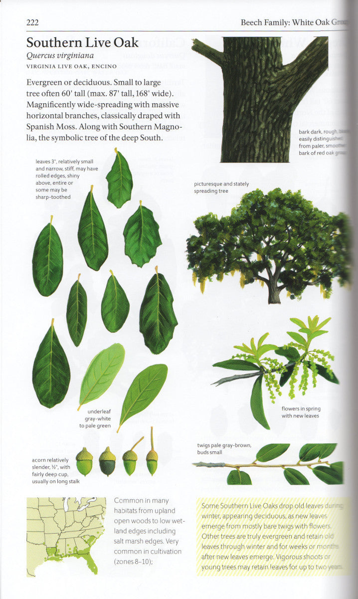 Sibley Tree Identification Flash Cards