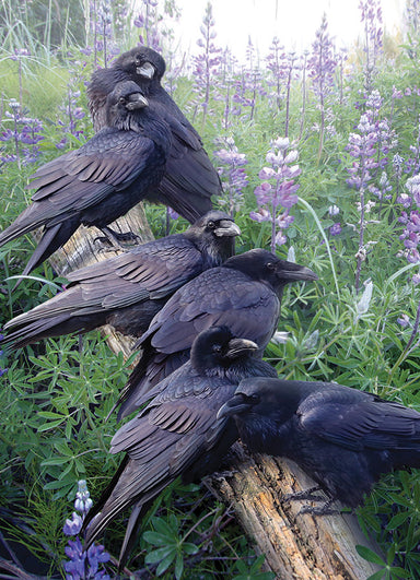 Cobble Hill | Raven Rendezvous 1000 piece puzzle Cobble Hill - Oscar & Libby's