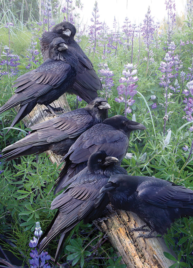 Cobble Hill | Raven Rendezvous 1000 piece puzzle Cobble Hill - Oscar & Libby's