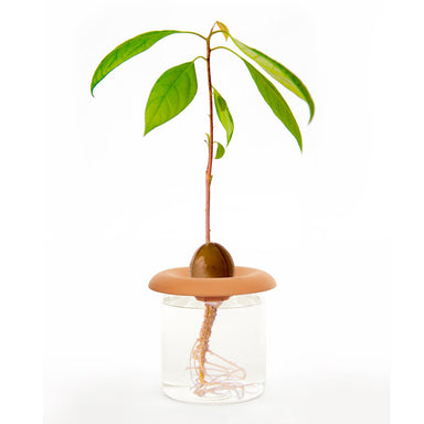 Terracotta Seed Sprouters Kikkerland - Oscar & Libby's