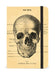 Skull Notebook  | Cavallini - Oscar & Libby's