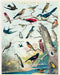 Cavallini & Co | Audubon Birds 1000 piece puzzle Cavallini & Co - Oscar & Libby's