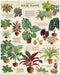 Cavallini & Co | Houseplants 1000 piece puzzle Cavallini & Co - Oscar & Libby's