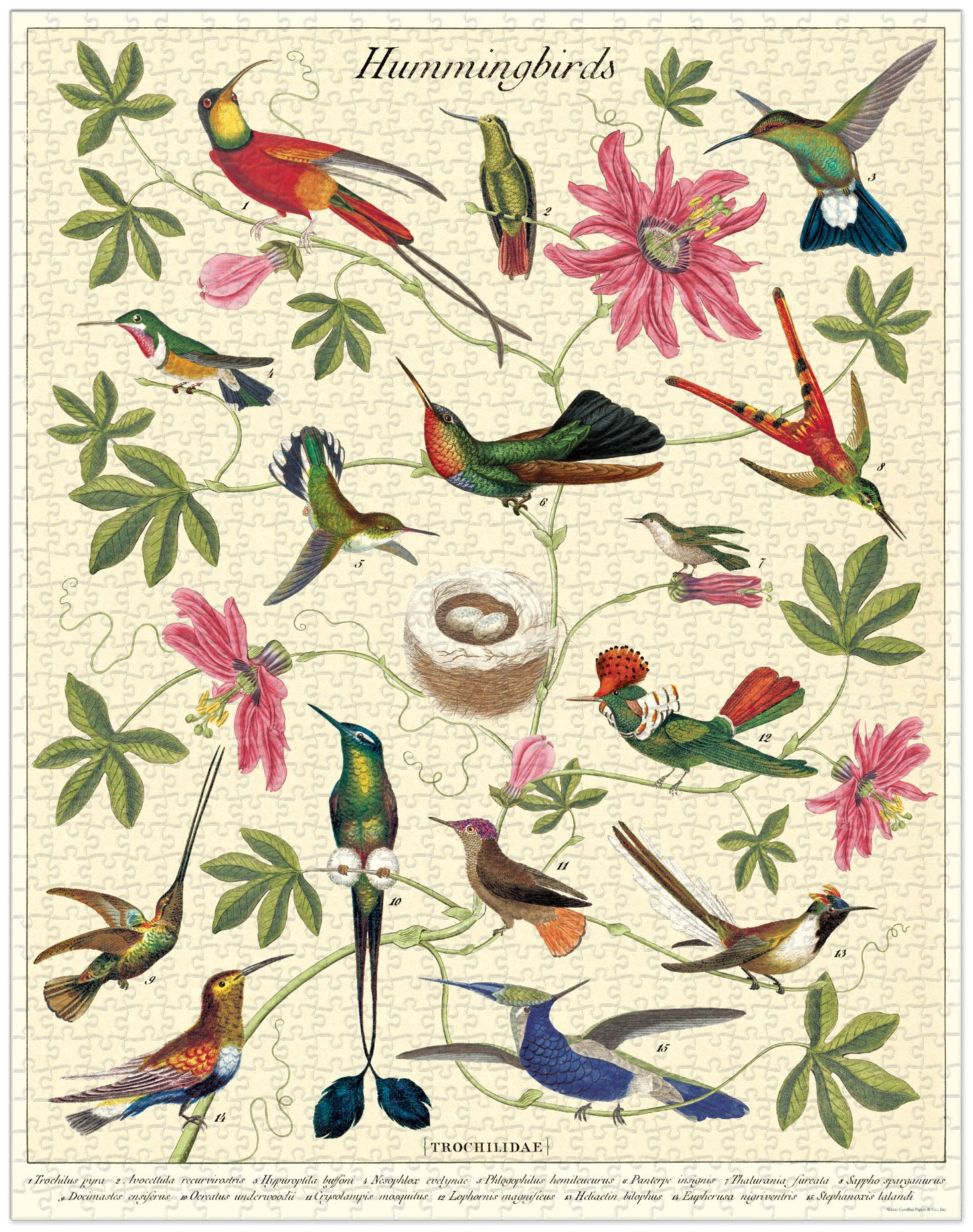 Cavallini & Co | Hummingbirds 1000 piece puzzle - Oscar & Libby's