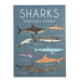 Temporary Tattoos | Sharks - Oscar & Libby's